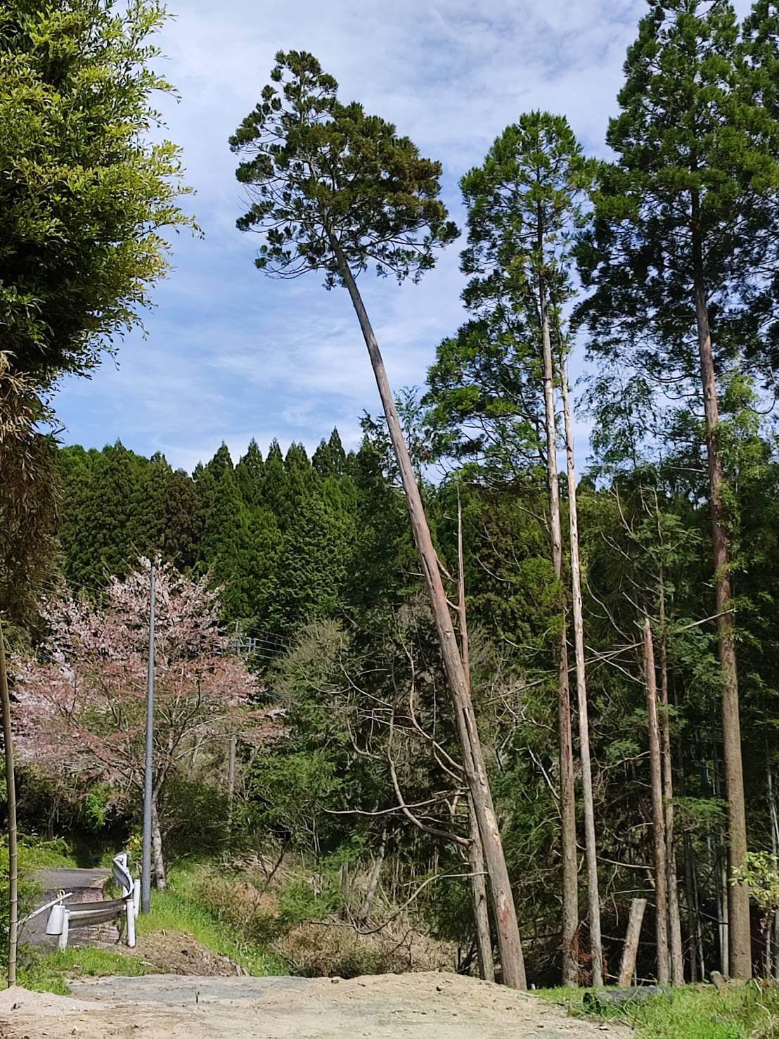 そして特殊伐採を行うスギ一本